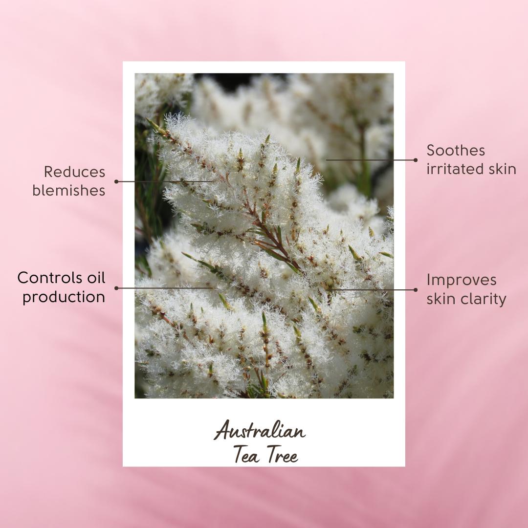 Australian Tea Tree with text on its benefits against a pink background